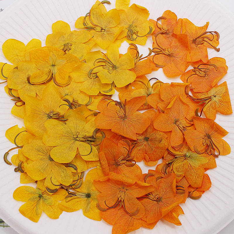 Phone Cases Orange - 60pcs Dried Pressed Yellow/Orange Cassia Flower