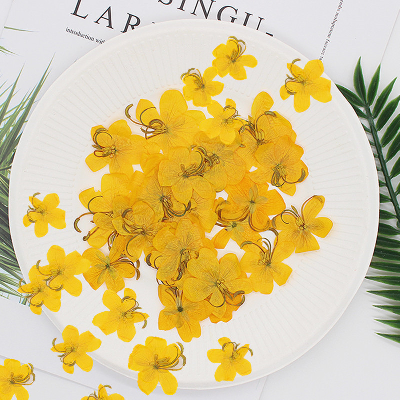60pcs Dried Pressed Yellow/Ora - Phone Cases Orange ulasan dan harga